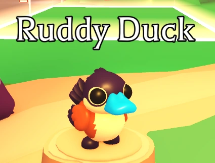 How to Get Ruddy Duck